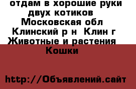отдам в хорошие руки двух котиков  - Московская обл., Клинский р-н, Клин г. Животные и растения » Кошки   